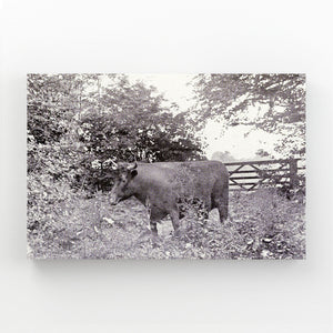 Cow Print Wall Decor