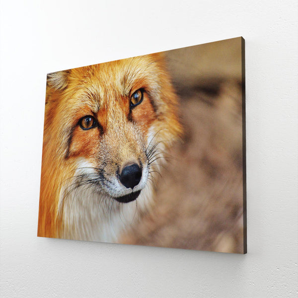 Cute Face Fox Art  | MusaArtGallery™