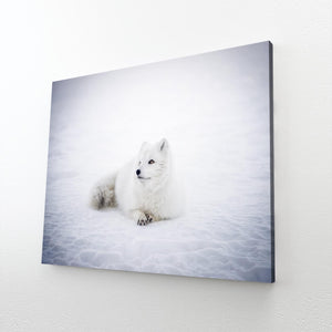 Cute Snow Fox Art  | MusaArtGallery™