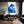 Dolphin Art Blue