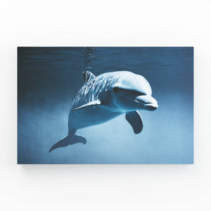 Dolphin Canvas