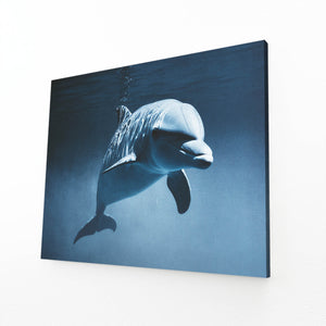 Dolphin Canvas