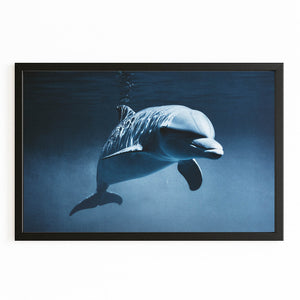 Dolphin Canvas