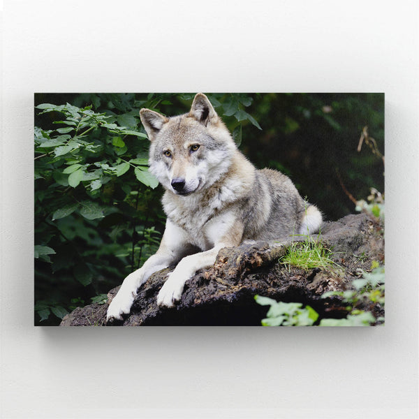  Eastern Wolf Art  | MusaArtGallery™