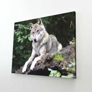  Eastern Wolf Art  | MusaArtGallery™