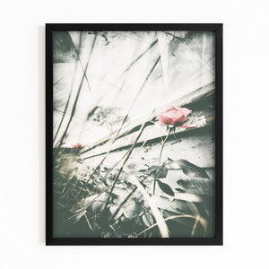 Flowers Black And White Photography Prints
