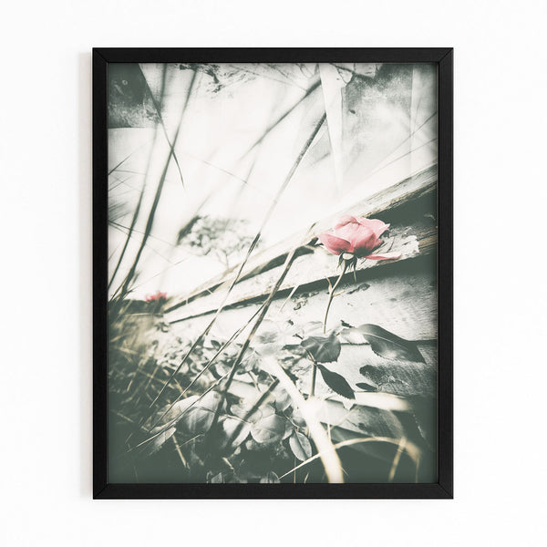 Flowers Black And White Photography Prints