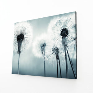 Flowers Wall Art  Photography