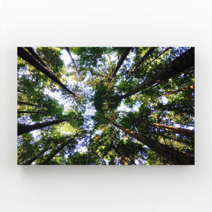 Forest Canopy Tree Art | MusaArtGallery™