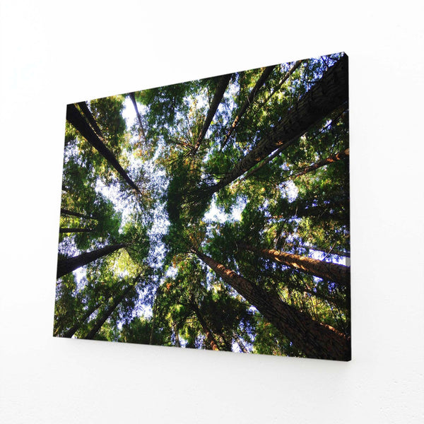 Forest Canopy Tree Art | MusaArtGallery™