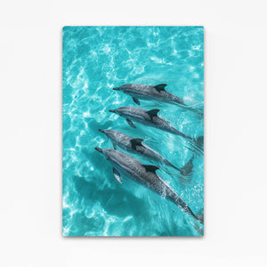 Four Dolphin Art