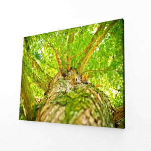 Green Majesty Tree Art | MusaArtGallery™