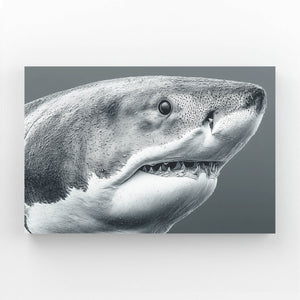 Grey Shark Art