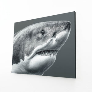 Grey Shark Art