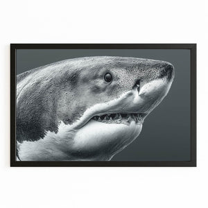 Grey Shark Art
