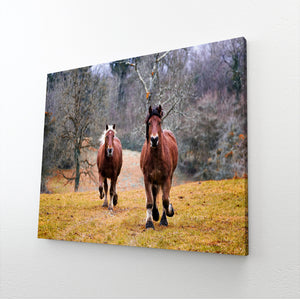 Horse Wall Art Natural Colours | MusaArtGallery™