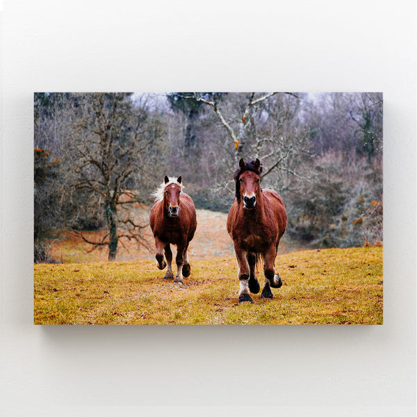 Horse Wall Art Natural Colours | MusaArtGallery™