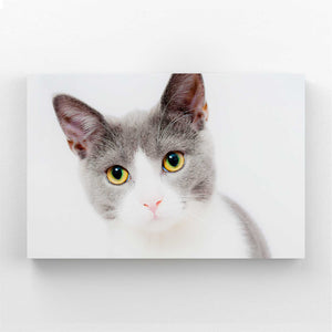 Innocent Cat Wall Art | MusaArtGallery™