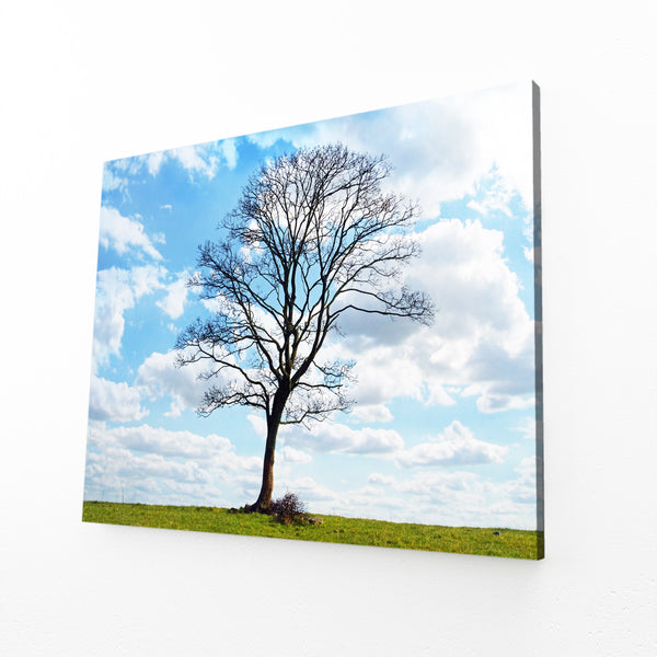 Lone Serenity Tree Art | MusaArtGallery™