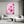 Macro Pink Cherry Blossom Flower Art