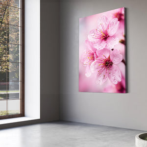 Macro Pink Cherry Blossom Flower Art