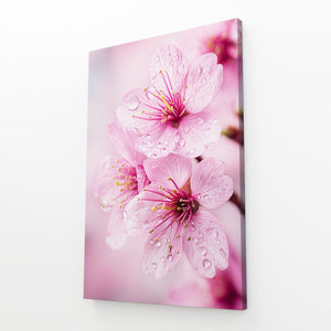 Macro Pink Cherry Blossom Flower Art