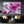 Magenta Cherry Blossom Flower Art