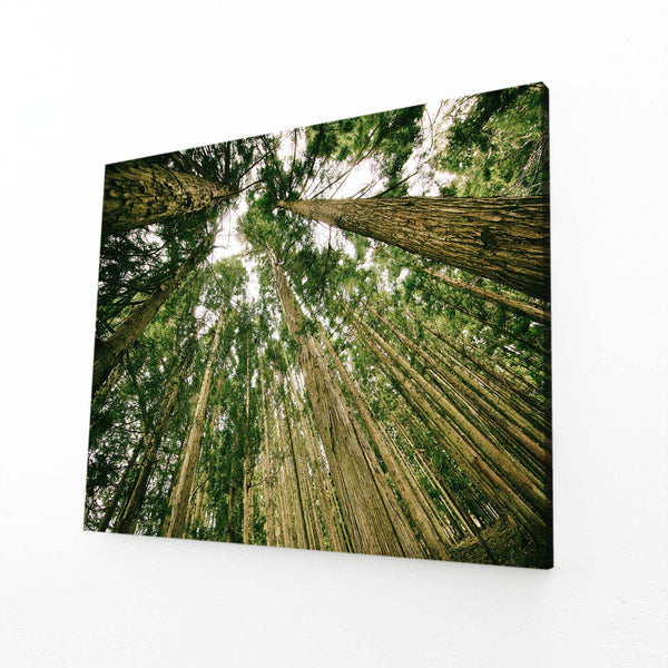 Majestic Pines Tree Art | MusaArtGallery™