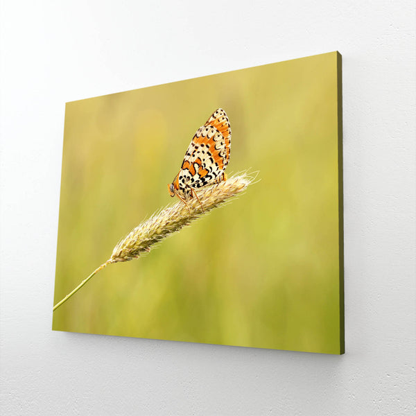 Monarch Butterfly Wall Art | MusaArtGallery™