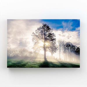 Morning Light Tree Art | MusaArtGallery™