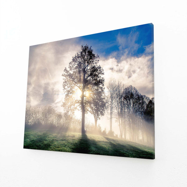 Morning Light Tree Art | MusaArtGallery™