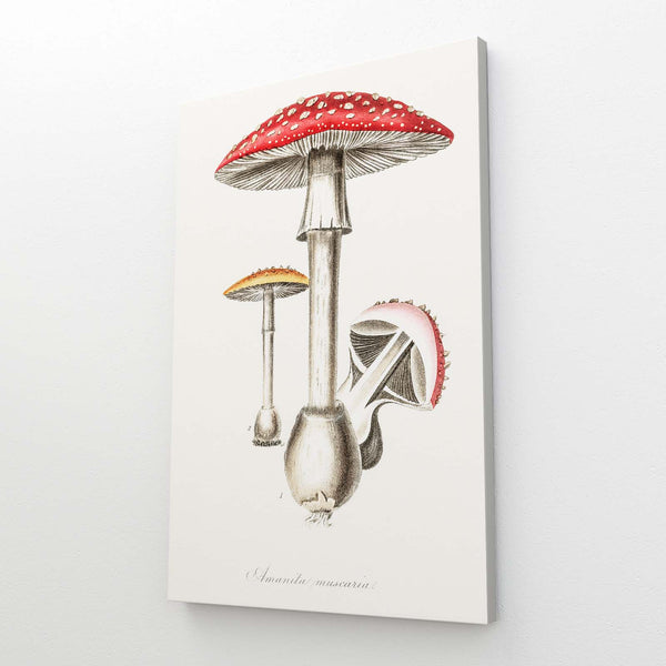 Mushroom Chalk Art | MusaArtGallery™