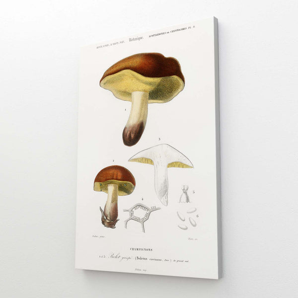 Mushroom Graffiti Art | MusaArtGallery™