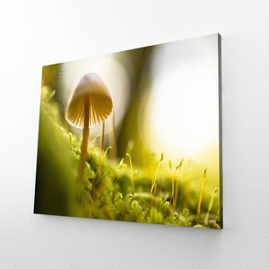 Mushrooms Art | MusaArtGallery™