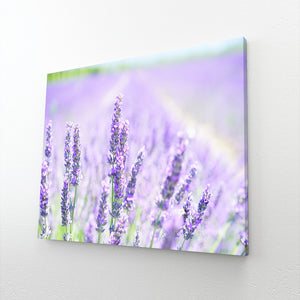 Nature Photo Wall Art | MusaArtGallery™