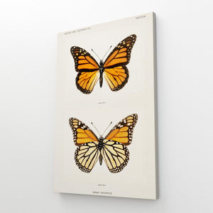 Orange Yellow Butterfly Wall Art | MusaArtGallery™