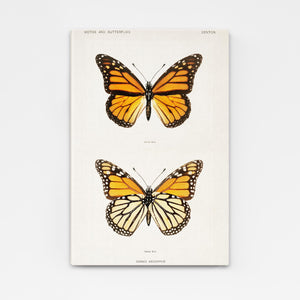 Orange Yellow Butterfly Wall Art | MusaArtGallery™