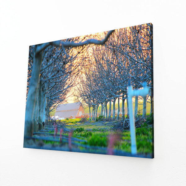 Orchard Path Tree Art | MusaArtGallery™