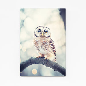 Owl Cute Art