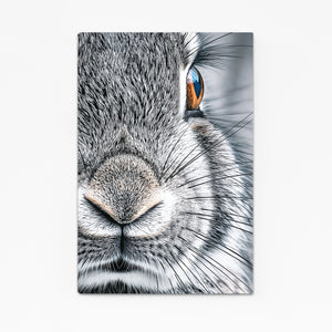 Photography Bunny Rabbit Wall Art