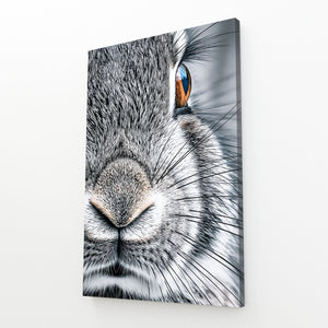 Photography Bunny Rabbit Wall Art