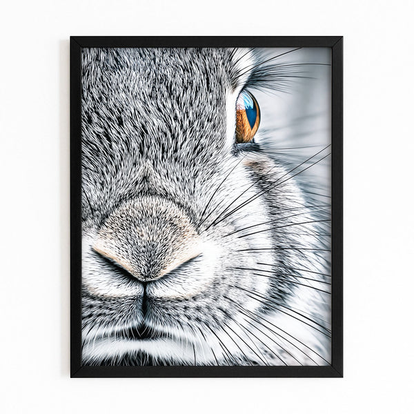 Photography Bunny Rabbit Wall Art