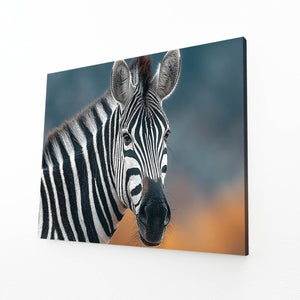 Photography Zebra Art