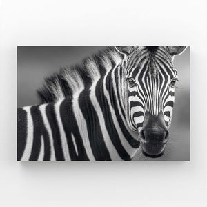 Photography Zebra Canvas