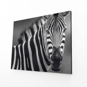 Photography Zebra Canvas
