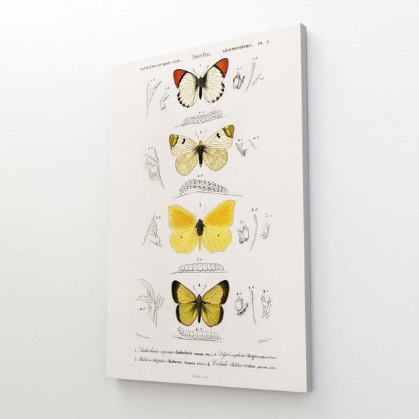 Preserved Butterfly Wall Arts | MusaArtGallery™
