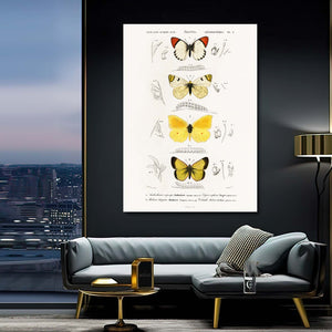 Preserved Butterfly Wall Arts | MusaArtGallery™