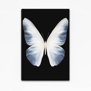 Pure White Butterfly Wall Art