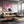 Samurai Horse Cherry Blossom Wall Art