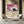 Samurai Horse Cherry Blossom Wall Art